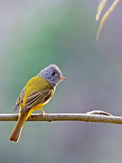 A Gray-headed Canary Flycatcher is perched on a branch against a soft, pastel background. The composition is peaceful and highlights the bird's delicate features.
