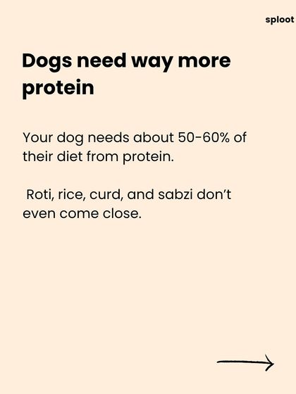 Dogs have different nutritional needs than humans. Their diet should consist of about 50-60% protein, a level that traditional homemade meals like roti, rice, and curd simply can't provide.