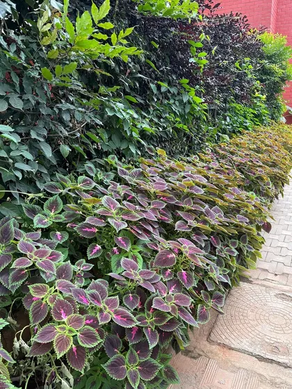 Another look at our colourful Coleus hedge. The contrast between the dark and light foliage creates a stunning visual effect along this paved walkway.