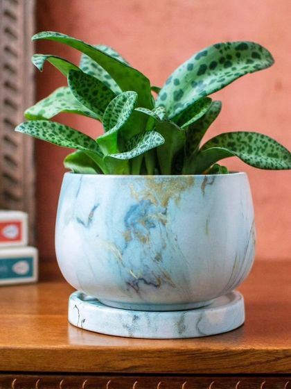 Thorny Affair - Pots & Planters Artisanal Ceramic Planters photo 17