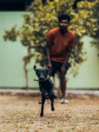 This is Bhairavi, a Labrador pup with endless energy. My open lawns are perfect for these happy sprints, giving every dog the space to run freely.