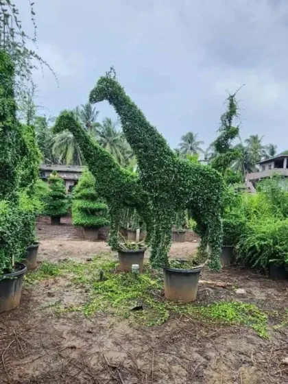 I craft detailed animal topiaries like these two large giraffes, which bring a playful and unique element to any outdoor space. Each sculpture is carefully shaped and grown at my nursery before being delivered.