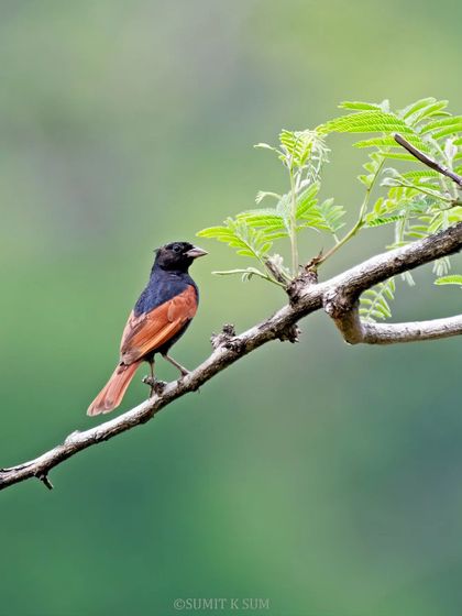 A Crested Bunting perched on a thorny branch, a beautiful contrast of delicate beauty and harsh nature.