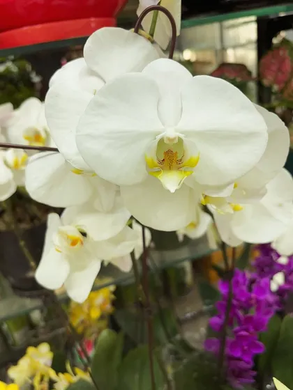 A perfect white orchid bloom. Its symmetrical shape and pristine color make it a symbol of beauty and refinement.