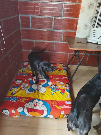 The indoor space is designed for comfort, with plenty of soft beds for everyone. Dogs can choose where they want to sleep, which helps them settle in and feel secure.