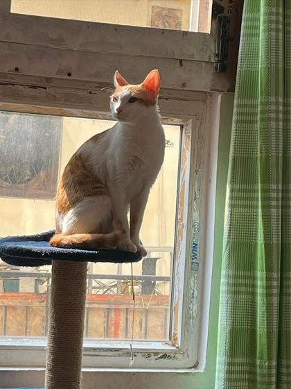 Puttu looking regal on her cat tree. It gives them a sense of territory and a safe space that's all their own.