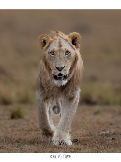 A soul watcher. This young lion's gaze was so direct, it felt like he was looking right through me. It was a moment of unspoken connection, a reminder of the deep intelligence and spirit within these animals.