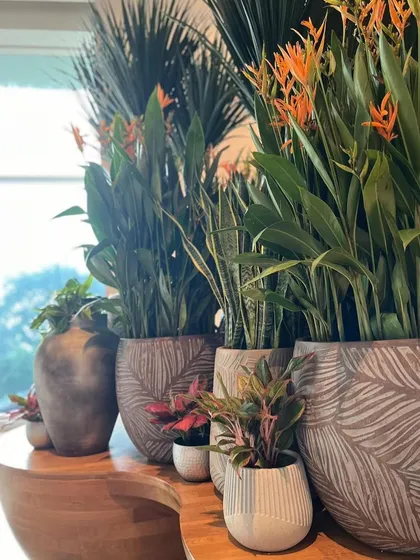 We pride ourselves on creating the absolute best plant and pot combinations. This tabletop arrangement features flowering Heliconias and other small plants in beautiful, leaf-patterned pots.
