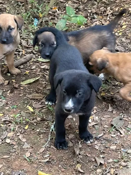 A group of the 1.5-month-old Indie puppies, looking healthy and ready for their next adventure with a family.