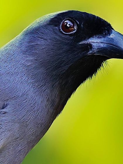 A striking portrait of a Gray Treepie against a bright yellow background. The close-up highlights the deep red of its eye and the fine, almost hair-like feathers on its neck.