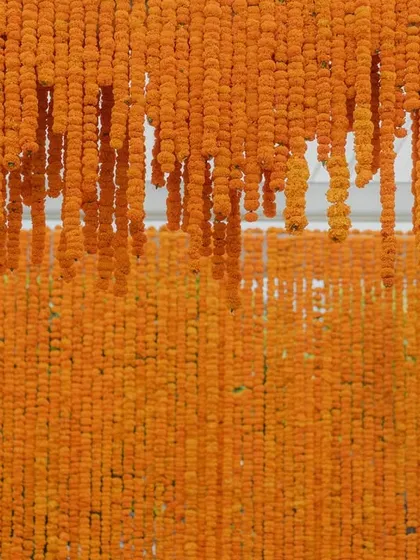 A close-up texture shot of the dense marigold curtain used as the backdrop for the Haldi stage.