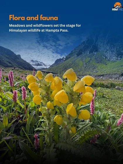 The flora and fauna here are incredible. The meadows of Hampta Pass are covered in vibrant wildflowers, setting the stage for Himalayan wildlife.