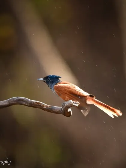 A serene moment as the Asian Paradise Flycatcher rests on a branch, surrounded by a gentle mist of water.