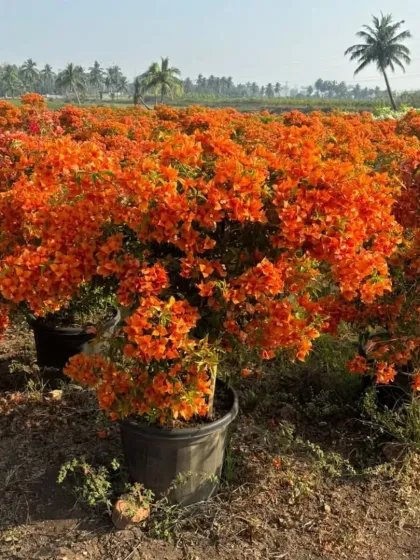 A field of brilliant orange Bougainvillea bushes. This warm, tropical color is perfect for creating a cheerful and inviting garden atmosphere.
