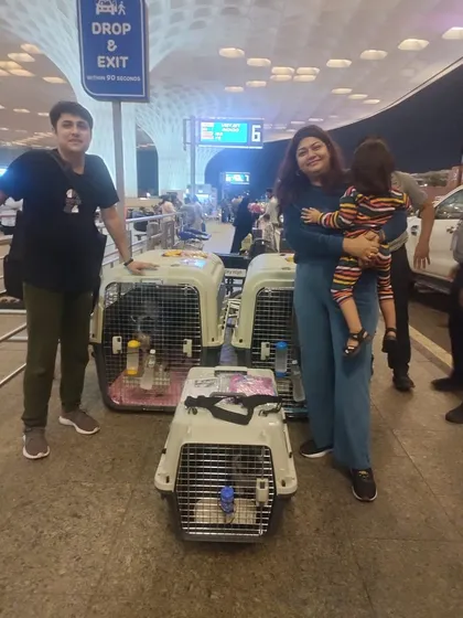 The whole family, ready to go! Three pets, three crates, one big adventure to the USA. I make sure everything is organized for a smooth check-in.