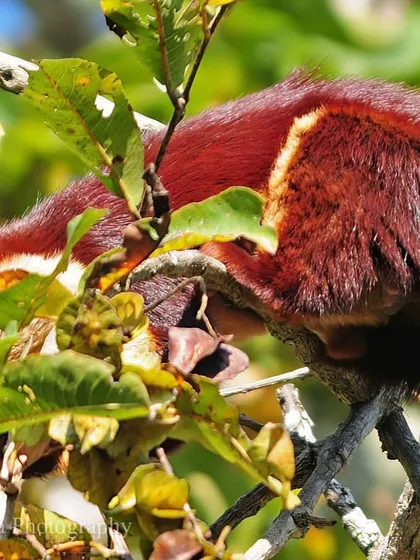 Peeking from behind the leaves, the Malabar Giant Squirrel is a flash of rich maroon and black. These large, colorful squirrels are a highlight of any trip to the tall evergreen jungles.