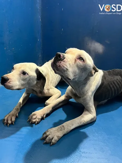 This was the day we met Jax and Sierra. Rescued from starvation in Bangalore, they were skeletal, weak, and had lost all hope. This is the harsh reality for so many abandoned dogs and the starting point of their journey with us.