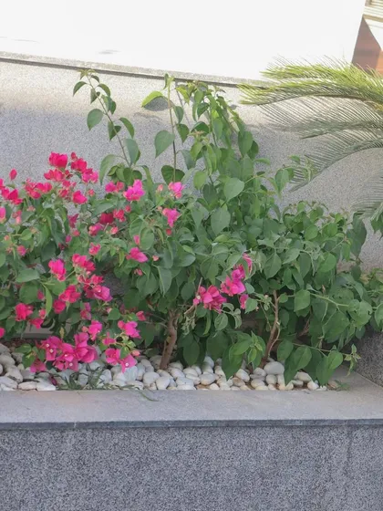 A planter filled with bright bougainvillea, set against a granite-clad wall and finished with a border of white pebbles. This is a great example of a low-maintenance, high-impact planting solution.