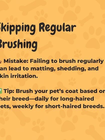 Oh My Dawg - Pet Grooming Services Pet Care Tips from Our Experts photo 9