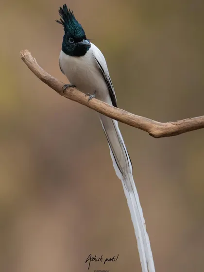 The Asian Paradise Flycatcher looks on, its crest giving it a very inquisitive look.