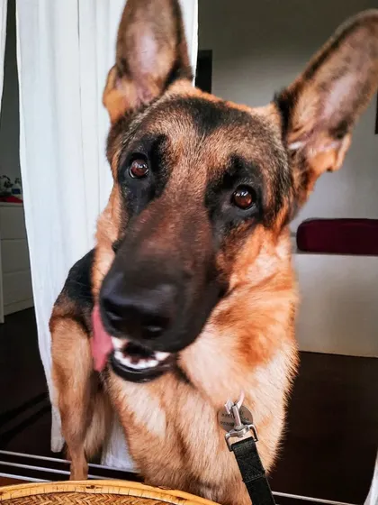 I can never get enough of his adorable head tilts. It's one of the many ways he communicates with me, showing he's engaged and listening.