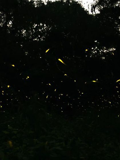 Another shot of the firefly dance, capturing the magical atmosphere they create in the few wild pockets where they still survive.