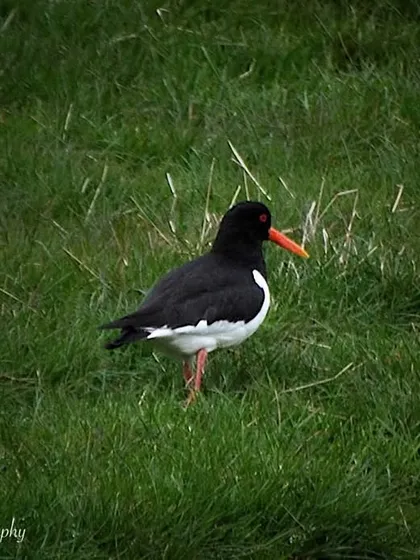 A Eurasian Oystercatcher in the Scottish Highlands. Its striking black and white plumage and bright orange bill stand out against the green grass.