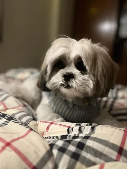 A close-up of Bambi, looking absolutely adorable. I love capturing the unique personalities of all the dogs who come for a dogcation.