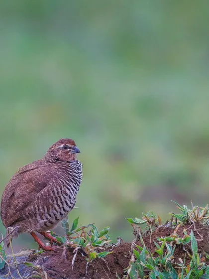 The Rock Bush-Quail, a small ground bird native to the western half of India. They feed on seeds and grains in dry, shrubby areas.