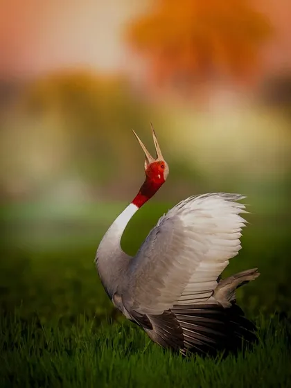 A Sarus Crane lets out a powerful call in the morning light of the Dhanauri wetlands. For me, this image is a patriotic salute, a "Vande Mataram" to the wild spirit of India. Capturing this display of natural passion is what my birding tours are all about.