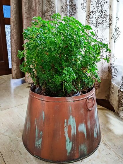 Indoor & Office Greenery photo 10