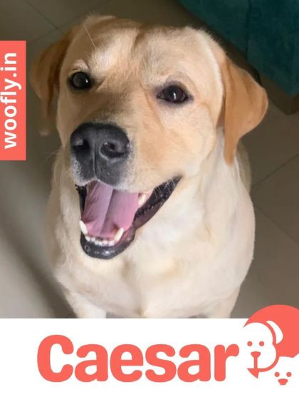 Woofly - At-Home Pet Grooming Fresh Looks for Our Furry Friends photo 6