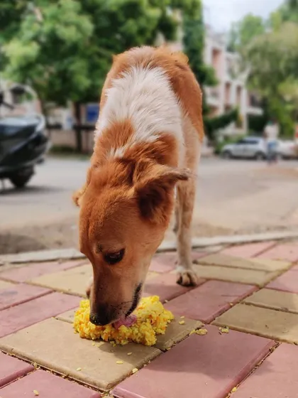 Feeding the strays brings me a level of happiness that is hard to describe. This sweet dog is enjoying a meal on the pavement, a small comfort that makes a huge difference in his day.