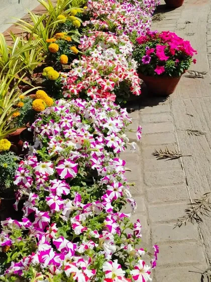 A vibrant mix of petunias in shades of pink, purple, and white line this garden path, creating a cheerful and welcoming walkway.