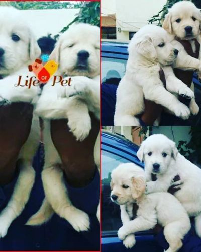 Pet Sales & Adoption