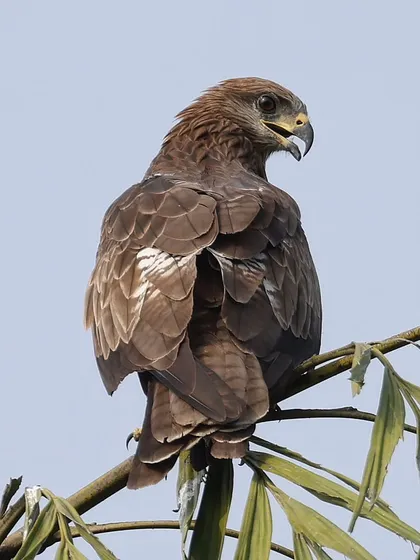 A Black Kite in Mumbai, a common resident raptor across many cities in South and Southeast Asia. These birds are opportunistic hunters, and this one was perched high, scanning the area for its next meal.