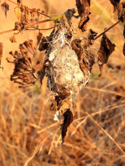 A beautiful collection of our feathered friends, from a shy robin to a majestic hornbill and a colorful parakeet. Can you recognize any of them?
