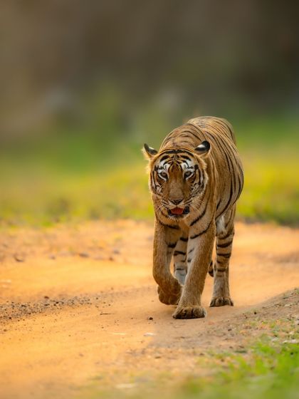 A head-on view of a tiger walking along a safari track in Tadoba. This is the classic shot every enthusiast dreams of, and I help my clients position the vehicle for the best possible angle.
