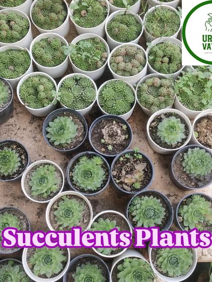 A collection of beautiful succulent plants, perfect for sunny spots and easy care.