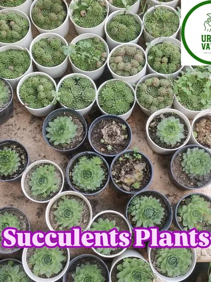 A collection of beautiful succulent plants, including Hens and Chicks (Sempervivum), perfect for small pots and rock gardens.