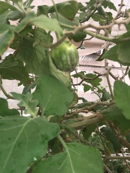 Fruiting Vegetables photo 12