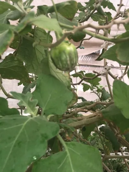 Another look at a young brinjal, showing the healthy leaves and stem of the plant under our care.