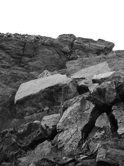 A leopard camouflaged on a rocky outcrop. Our work aims to document these animals to foster understanding and coexistence.