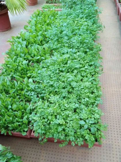 Trays of fresh herb seedlings, including spinach and coriander. I provide everything you need to start your own kitchen garden.
