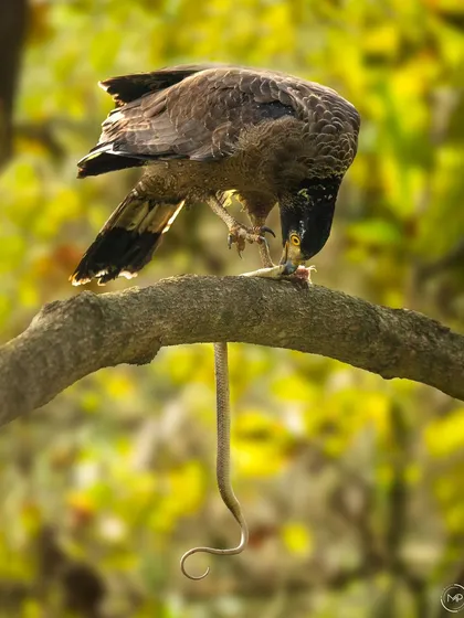 A Crested Serpent Eagle tears into its snake prey in Pilibhit. The dramatic lighting and the hanging tail of the snake make this a powerful and slightly graphic depiction of the food chain.