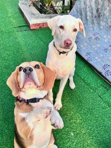 A Beagle and a Labrador mix, an unlikely but adorable pair.