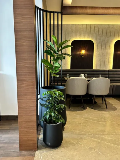 In this multi-cuisine restaurant, we paired a tall Fiddle Leaf Fig with a shorter China Doll plant in matching dark pots. This layering of heights and textures adds depth and sophistication to the dining area.