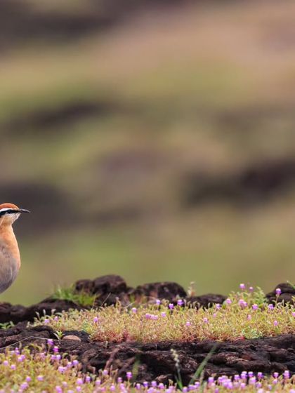 Another portrait of the Indian Courser, showcasing its distinctive eye-stripe and chestnut crown.
