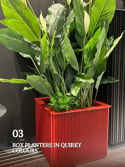 Curated Planters, Lighting & Decor photo 3