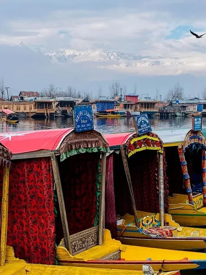 Colorful Shikara boats are lined up on Dal Lake in Kashmir, with the snow-capped Himalayas visible in the distant background.